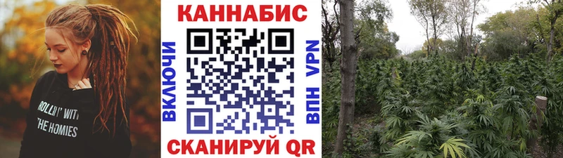 где купить наркоту  Бологое  Конопля Amnesia 
